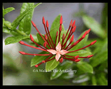 Tropical Photography - Island Art | Bocas Artist 